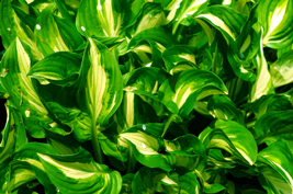 Leaves